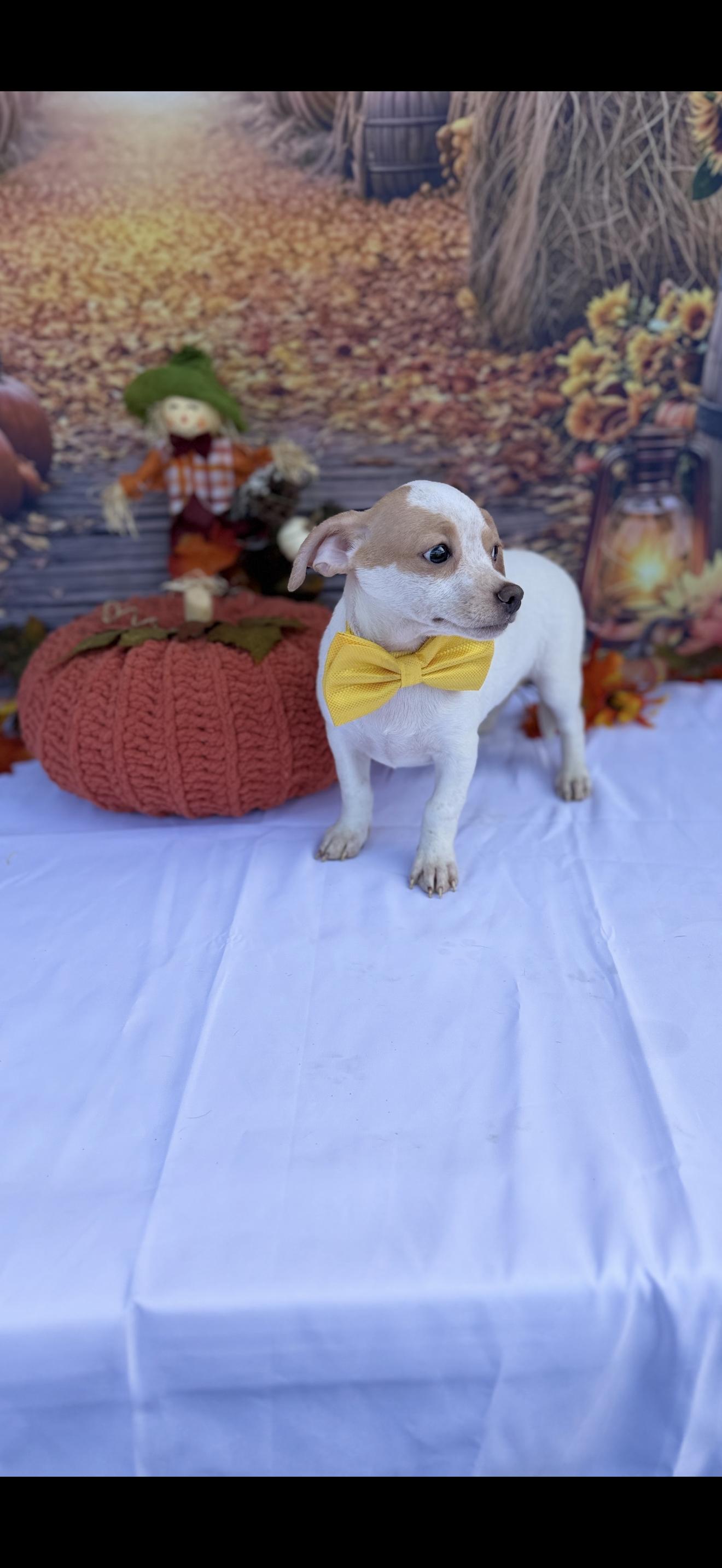 Enlarge Stripe, a Adoptable mixed breed in Cottonwood, CA image 3/6