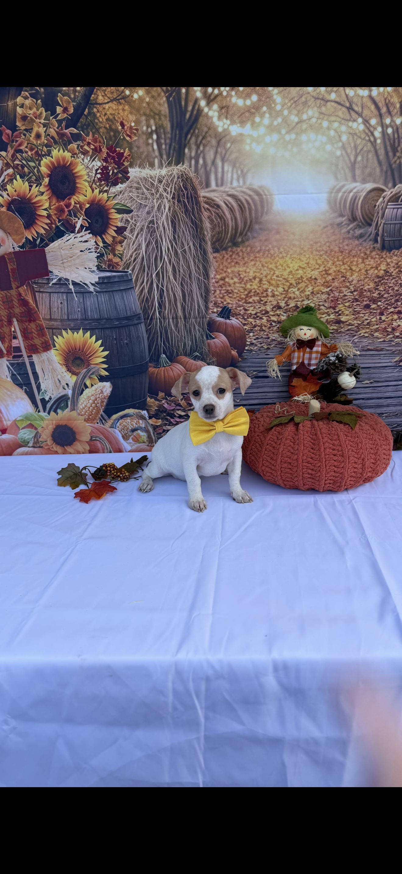 Enlarge Stripe, a Adoptable mixed breed in Cottonwood, CA image 4/6