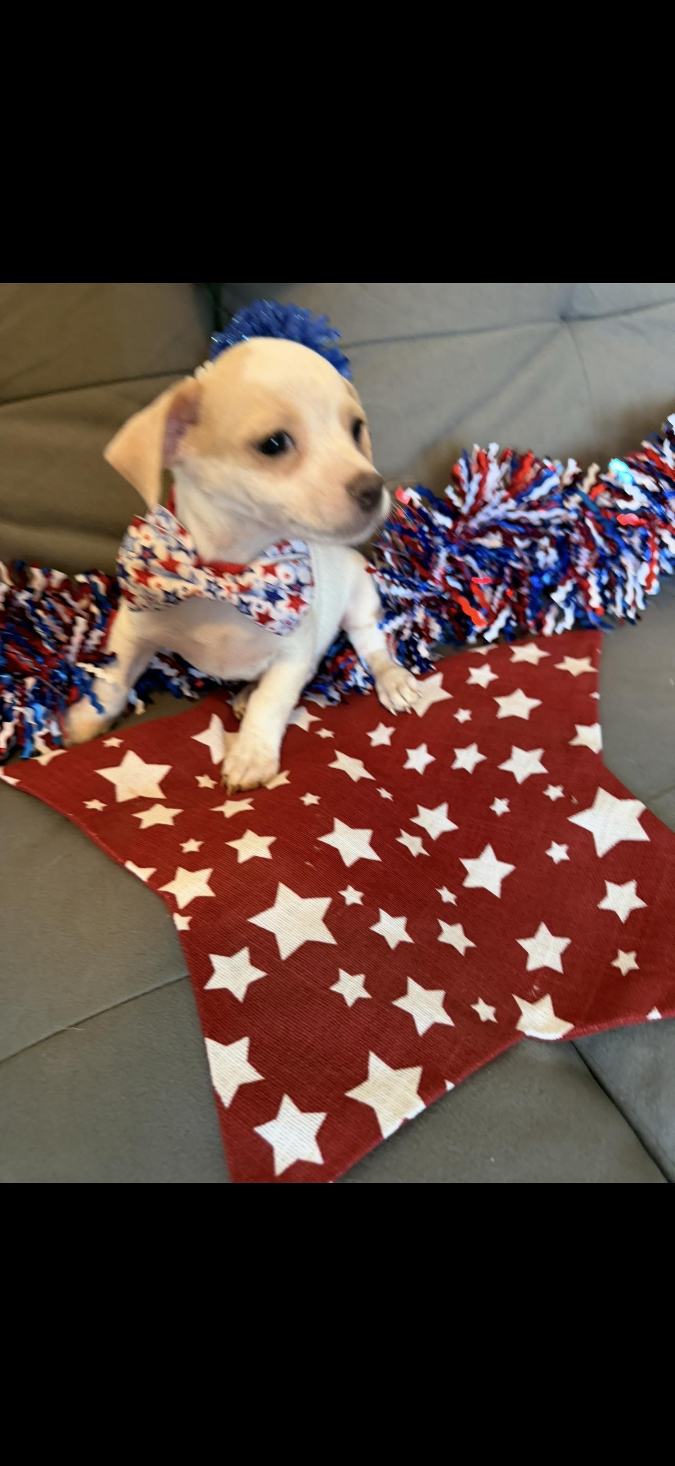 Stripe, a ADOPTABLE mixed breed in Cottonwood, CA image 3/6
