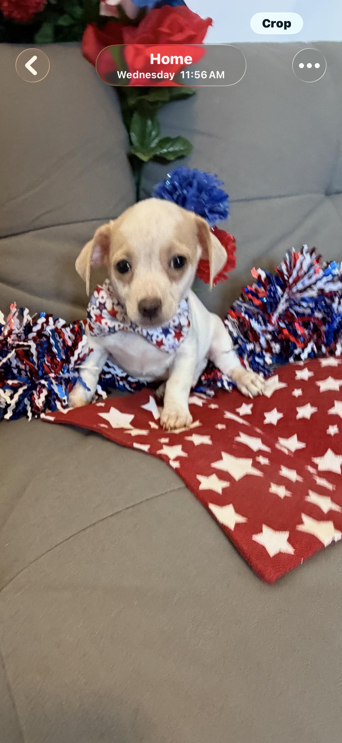 Stripe, a ADOPTABLE mixed breed in Cottonwood, CA image 5/6