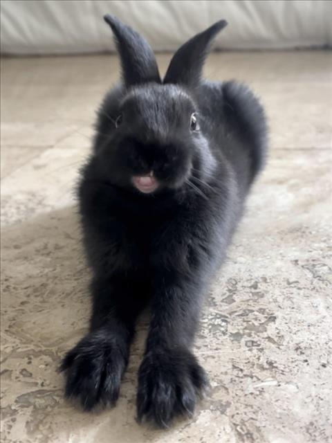 BILLIE, Adoptable, Young Male Bunny Rabbit.