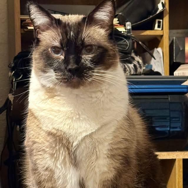 Cooter, Adoptable, Senior Male Siamese.