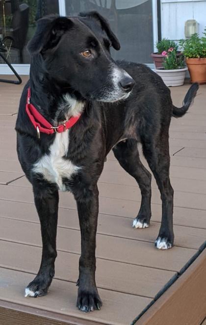 Cola, a Adoptable mixed breed in Everett, WA image 1/3