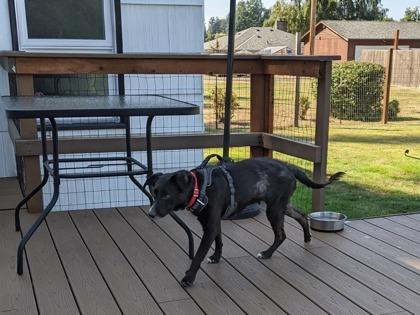 Cola, Adoptable, Adult Female Labrador Retriever & Mixed Breed.