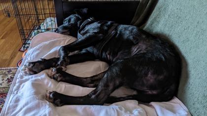 Cola, a Adoptable mixed breed in Everett, WA image 3/3