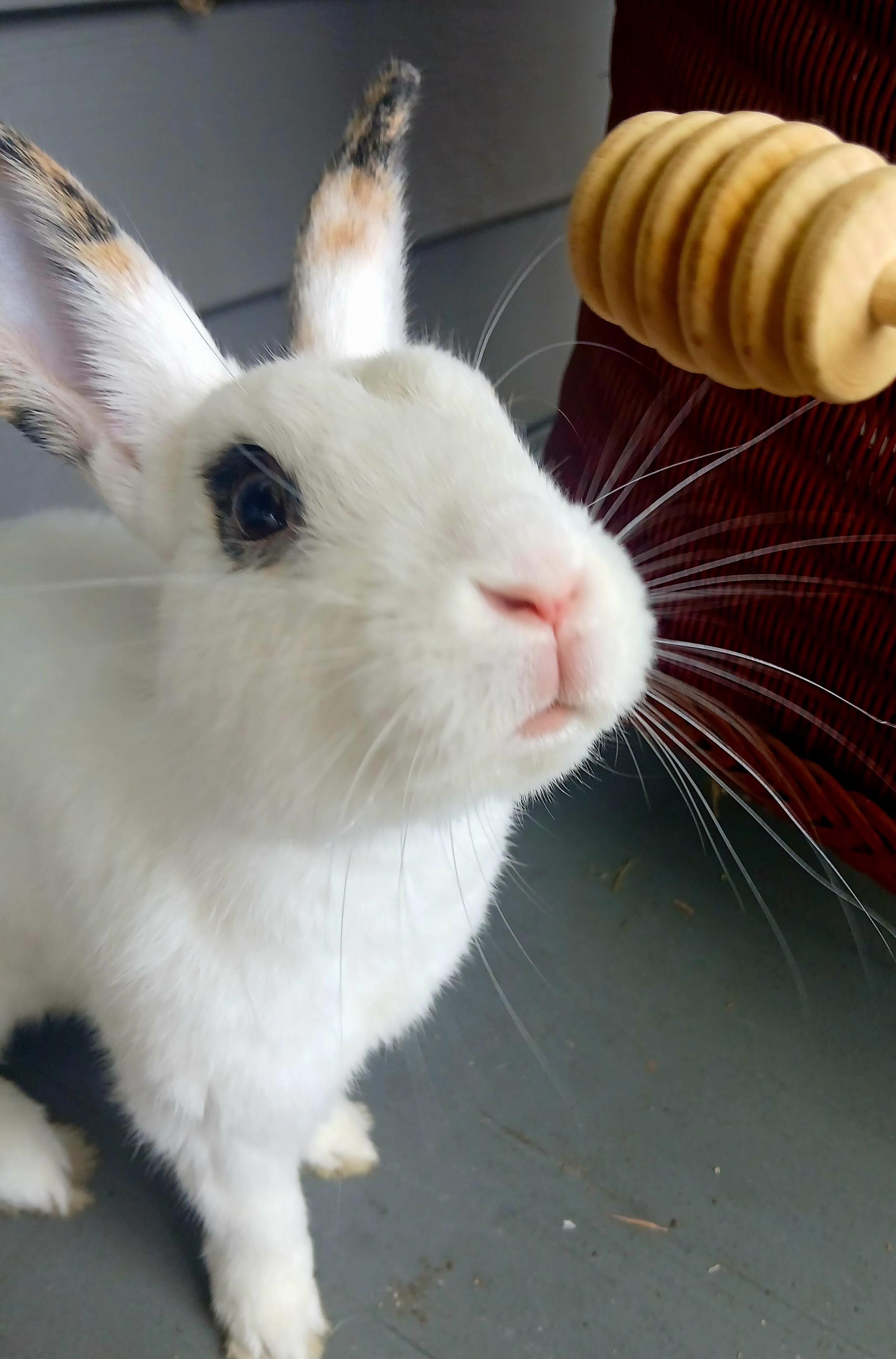 Bobo, Adopted, Adult Male English Spot & Bunny Rabbit.