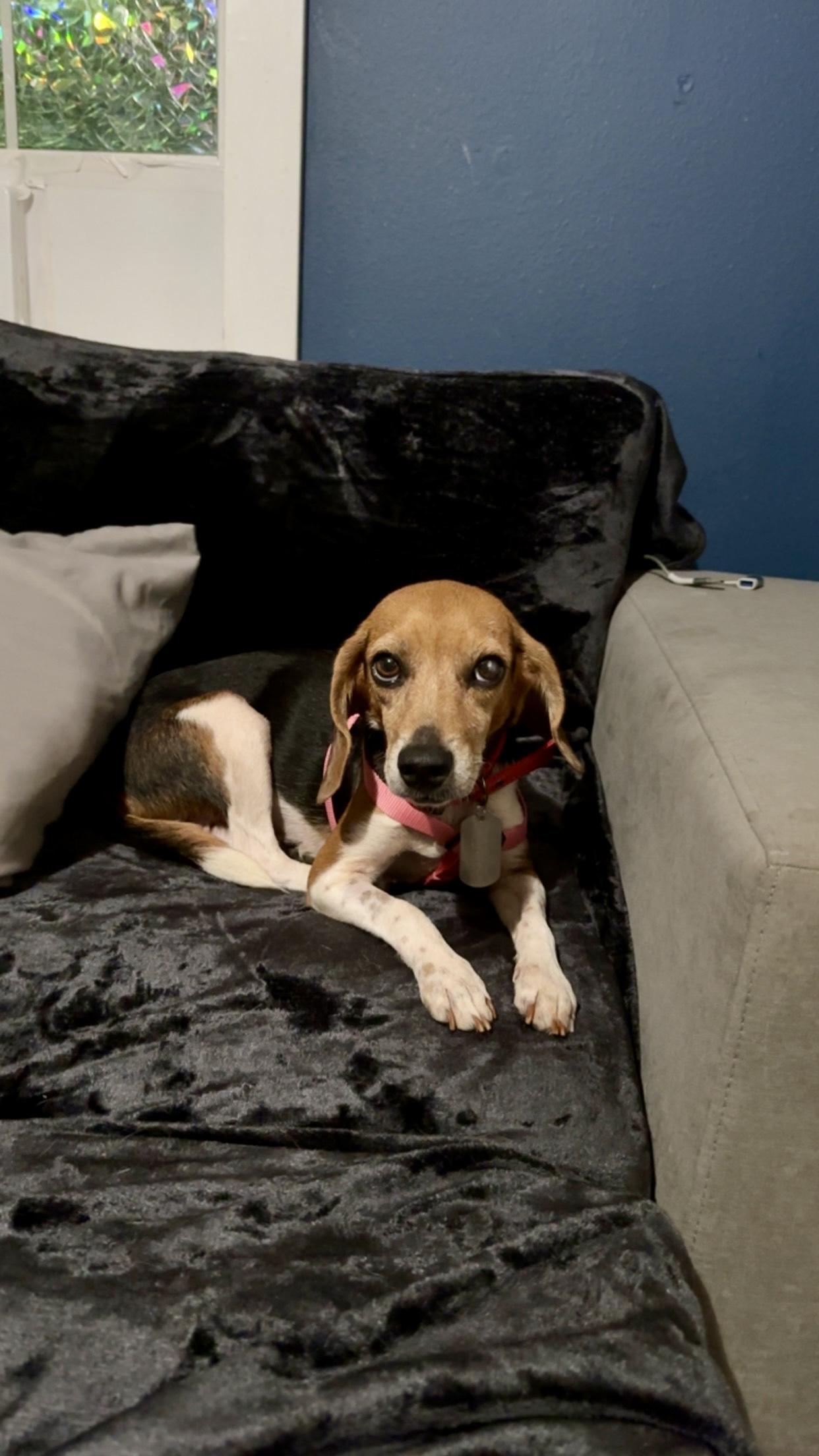 Cinnamon Raison Beagle
