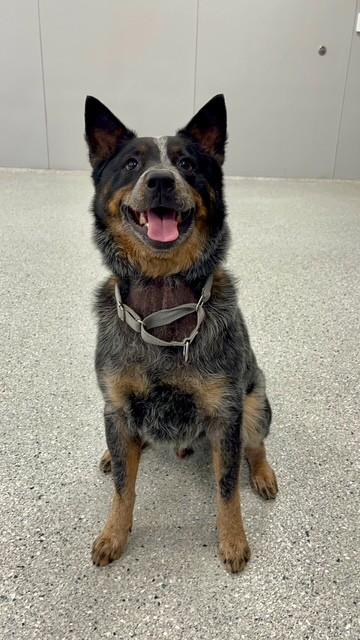 Enlarge Lorado, a Adoptable mixed breed in Akron, OH image 1/3