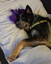 Enlarge Lorado, a Adoptable mixed breed in Akron, OH image 2/3