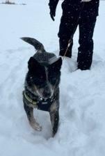 Enlarge Lorado, a Adoptable mixed breed in Akron, OH image 3/3