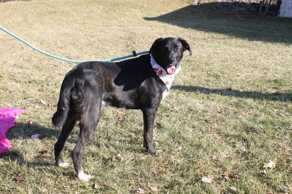 Bandit, Adoptable, Adult Male Labrador Retriever & Mixed Breed.