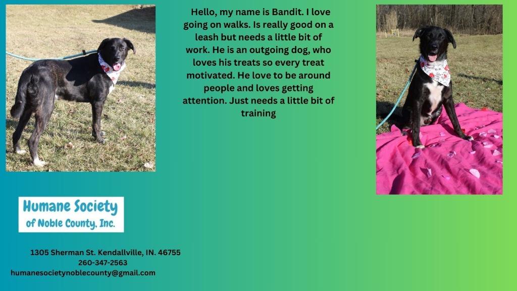 Bandit, a Adoptable mixed breed in Kendallville, IN image 2/4