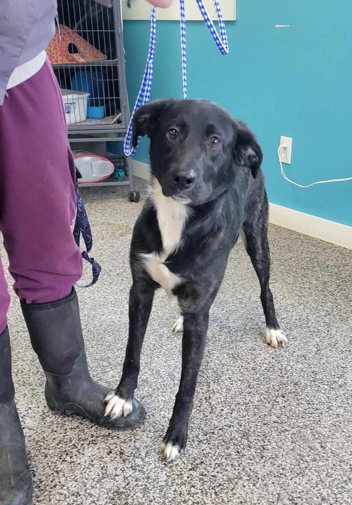 Bandit, a Adoptable mixed breed in Kendallville, IN image 4/4