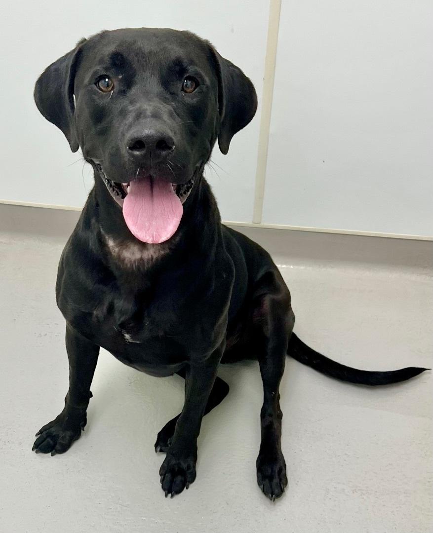 Enlarge Sully, a ADOPTABLE mixed breed in Danville, IN image 3/6