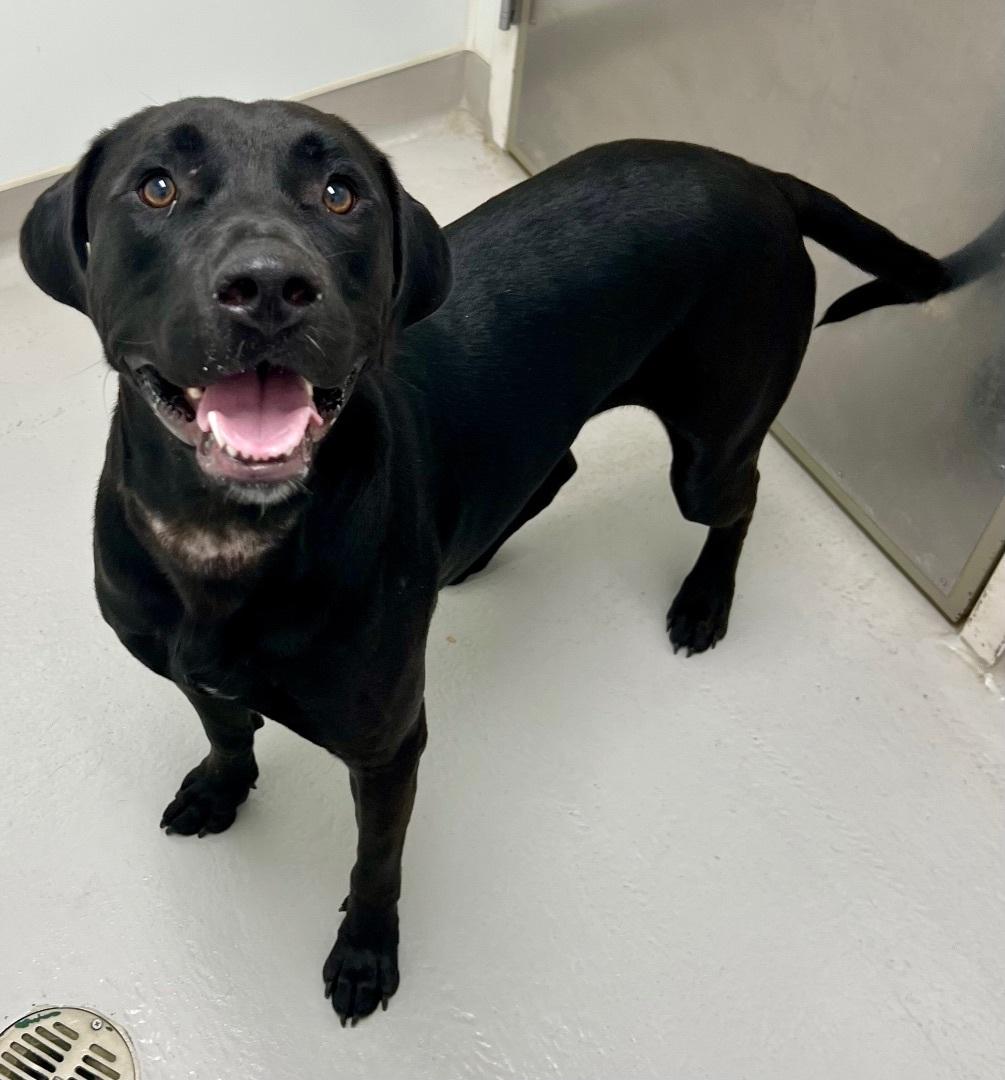 Enlarge Sully, a ADOPTABLE mixed breed in Danville, IN image 4/6