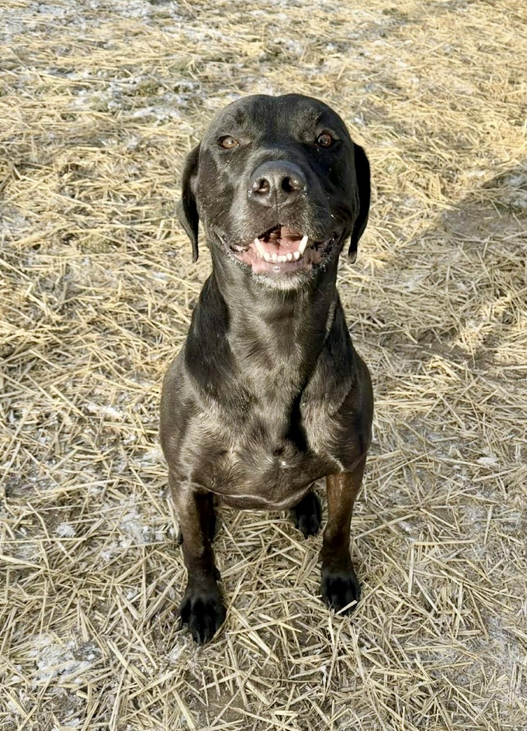 Enlarge Sully, a ADOPTABLE mixed breed in Danville, IN image 6/6