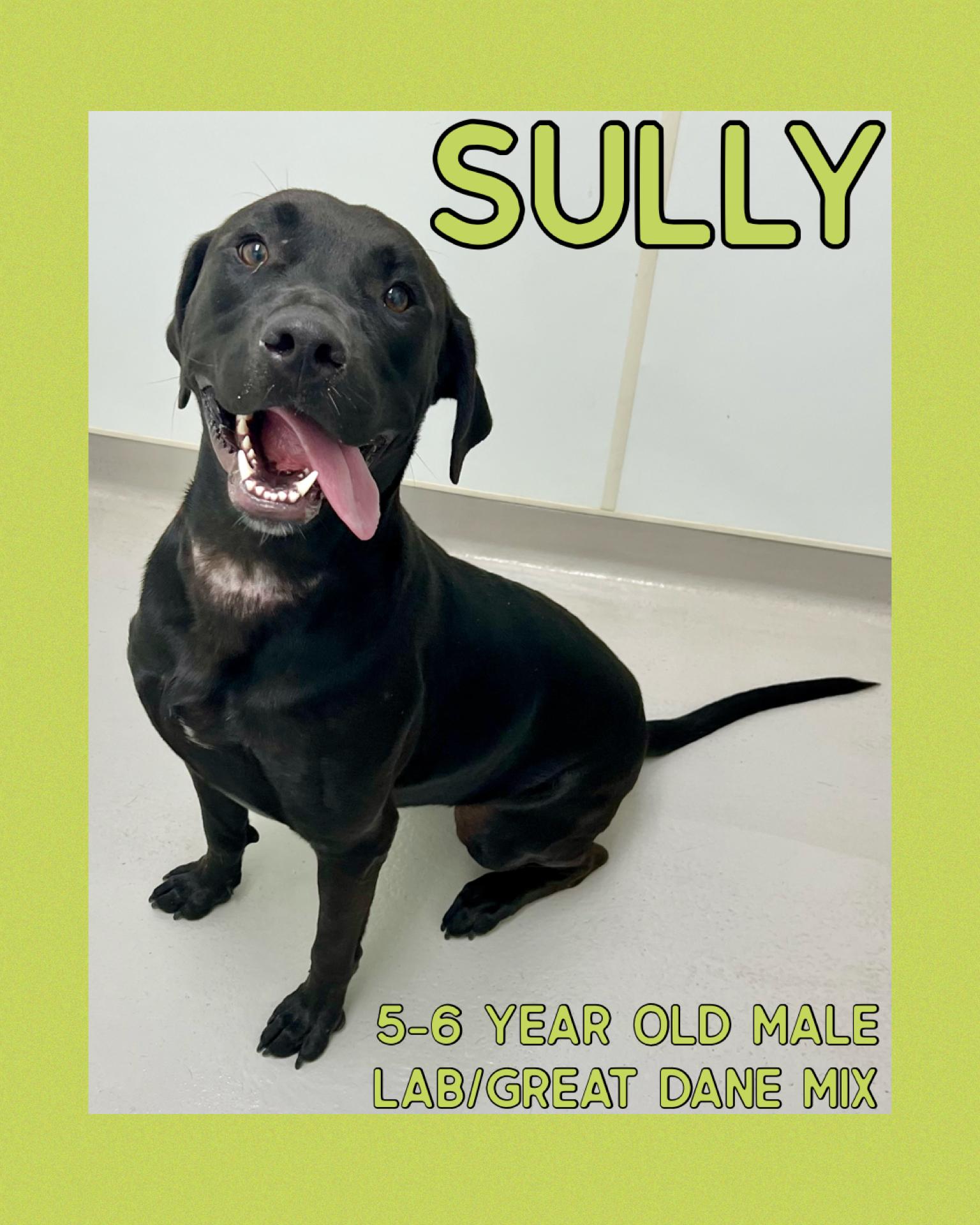 Sully, ADOPTABLE, Adult Male Black Labrador Retriever & Great Dane.