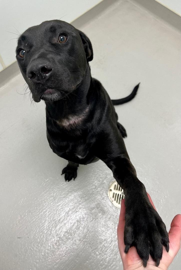 Enlarge Sully, a ADOPTABLE mixed breed in Danville, IN image 5/6