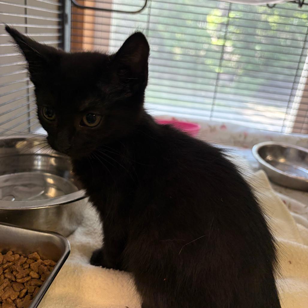 Enlarge Blueberry, a Adoptable Domestic Short Hair in Muncie, IN image 1/1