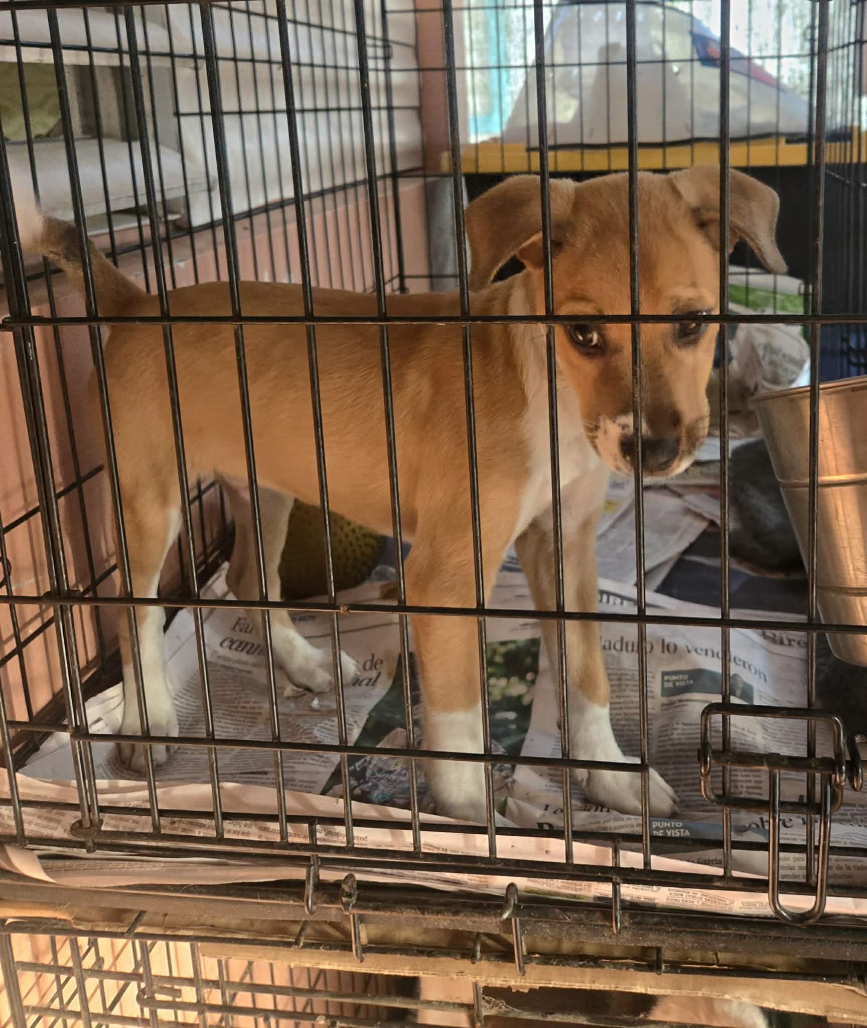 Darwin, ADOPTABLE, Puppy Male Labrador Retriever.