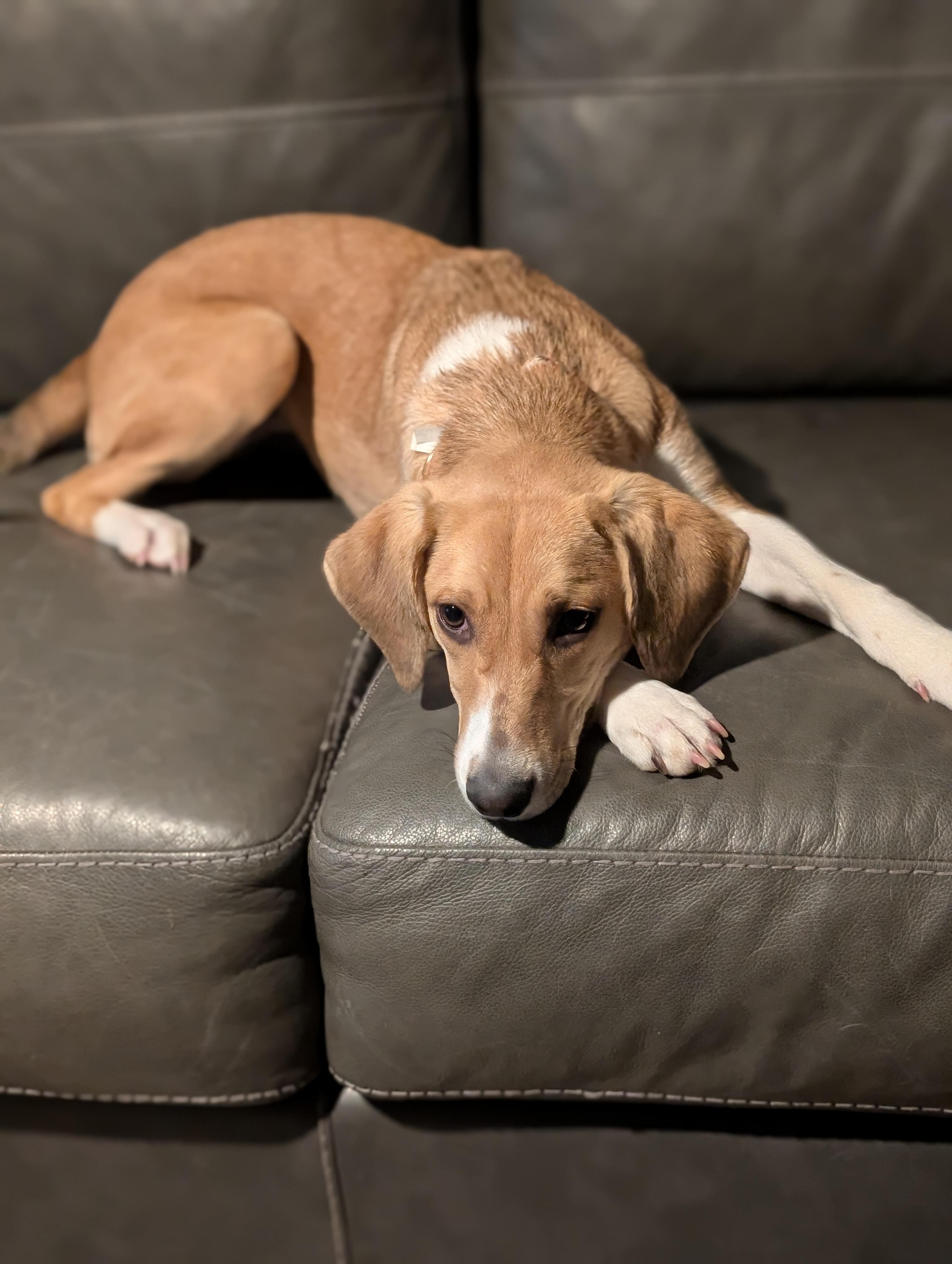 Enlarge Cricket, an adopted mixed breed in Bloomingdale, GA image 6/6