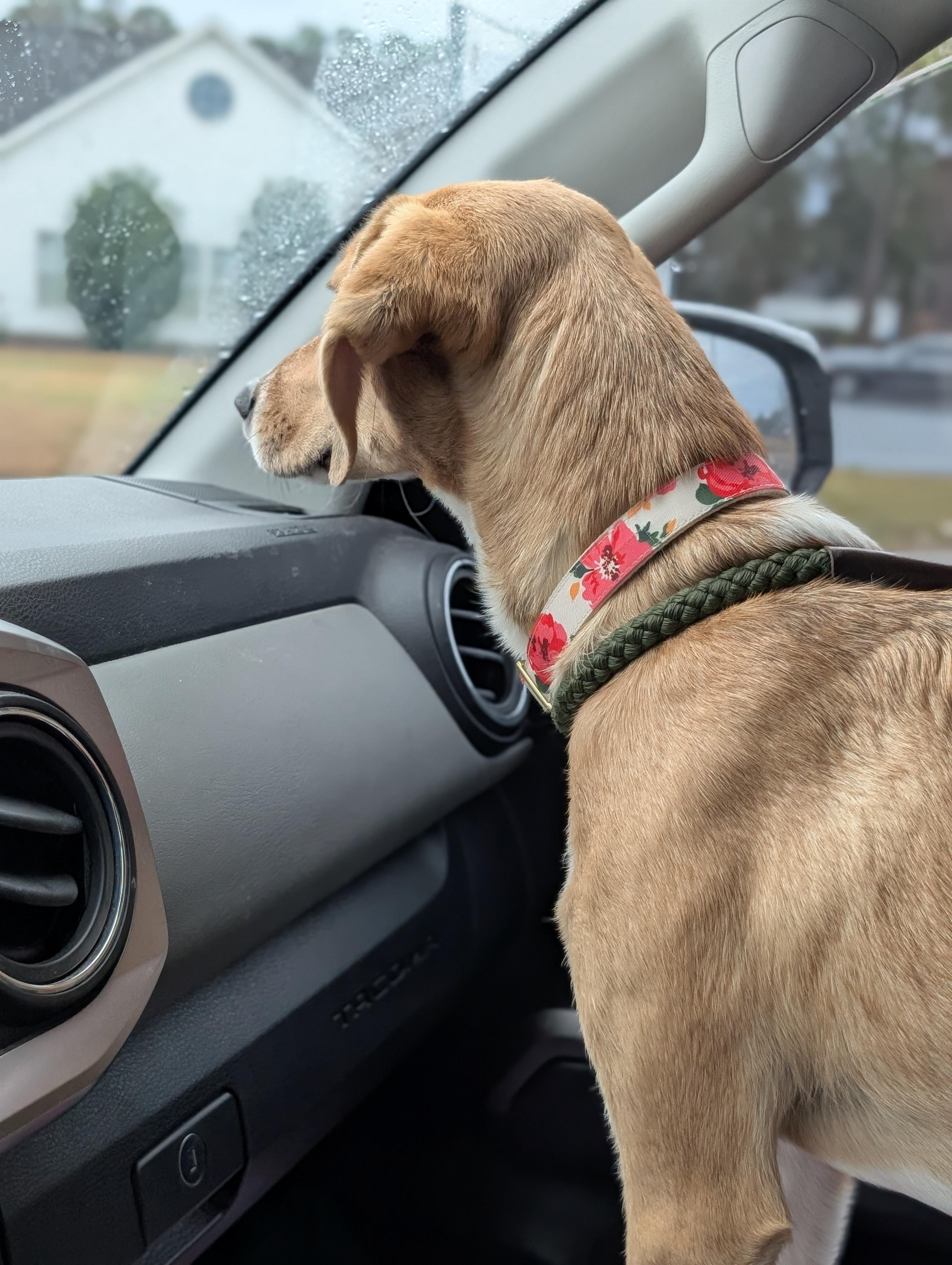 Enlarge Cricket, an adopted mixed breed in Bloomingdale, GA image 5/6