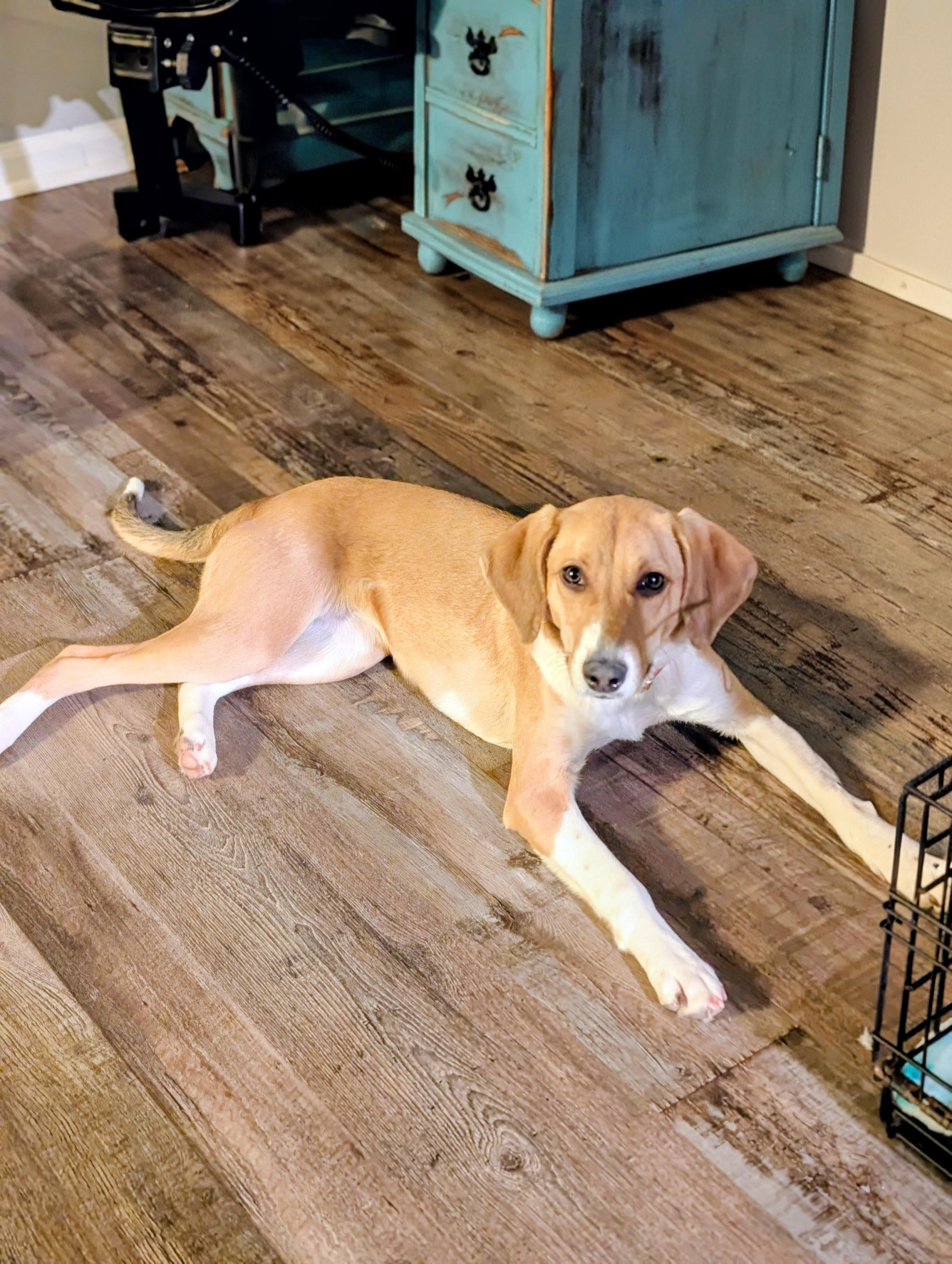 Cricket, adopted, Young Female Hound.