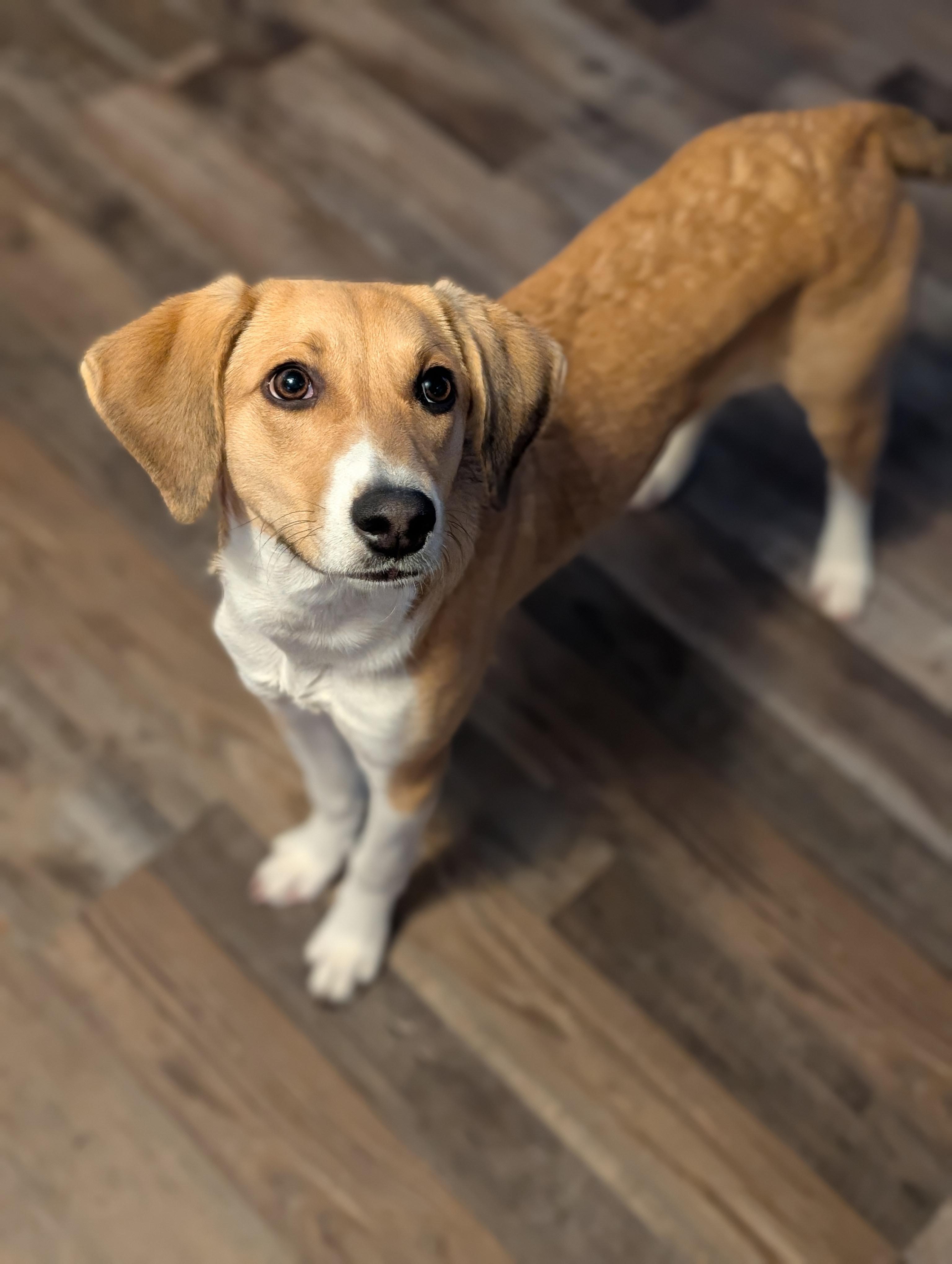 Enlarge Cricket, an adopted mixed breed in Bloomingdale, GA image 4/6