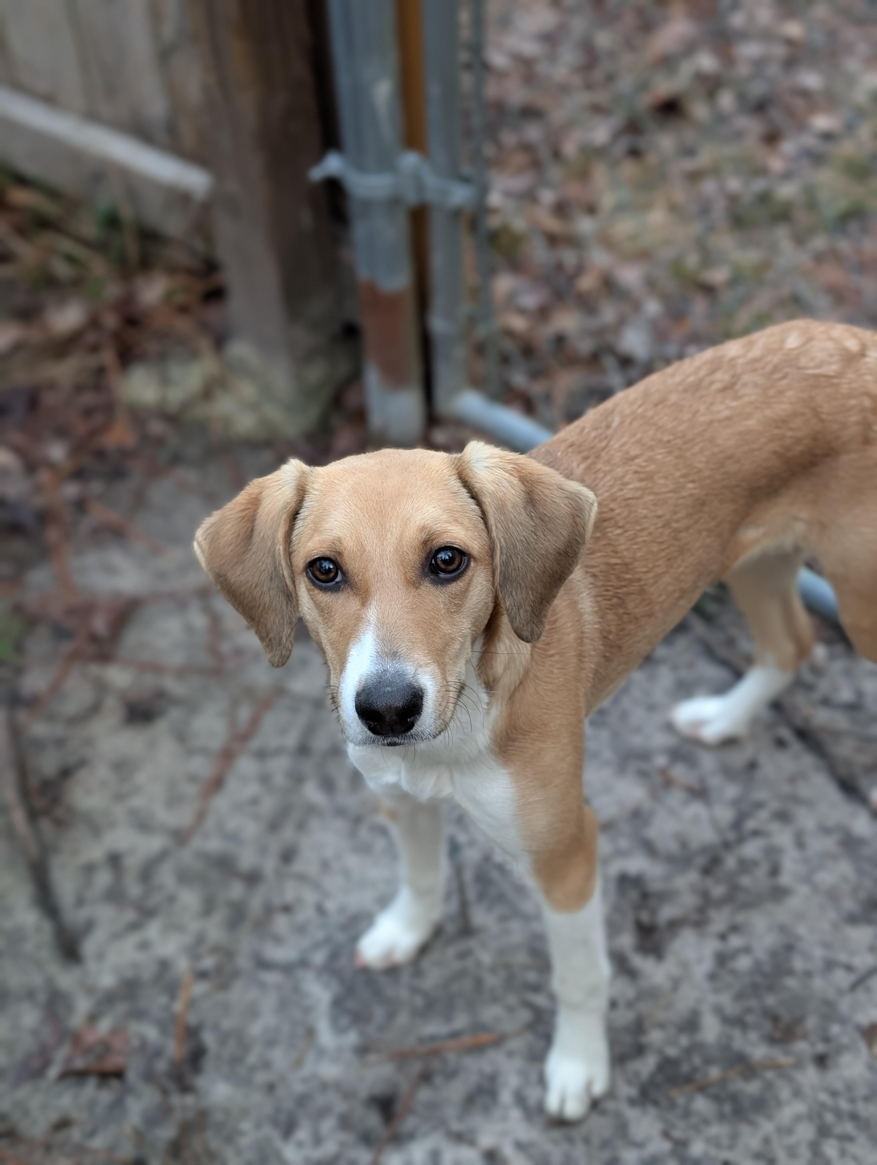 Enlarge Cricket, an adopted mixed breed in Bloomingdale, GA image 2/6