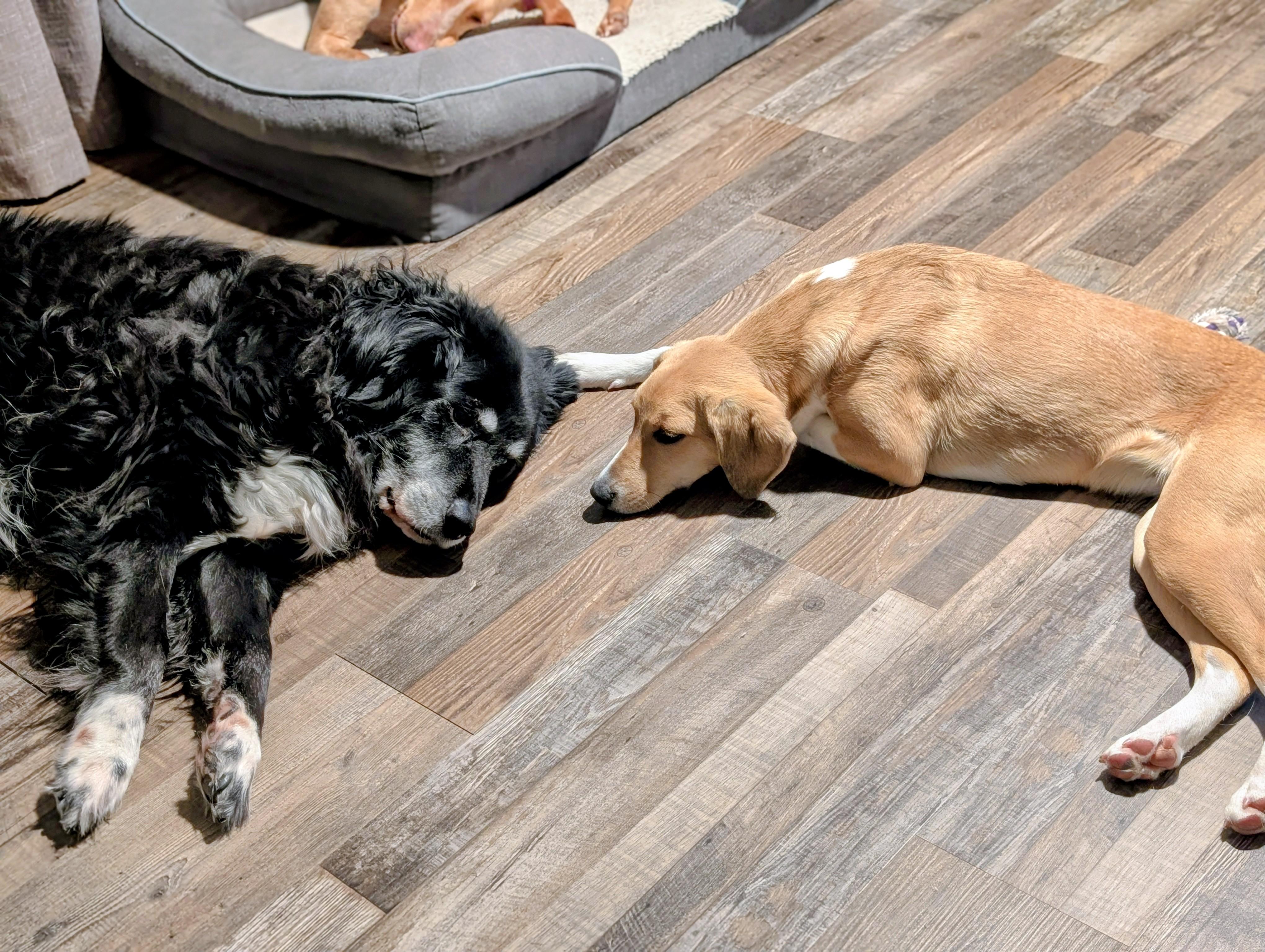 Enlarge Cricket, an adopted mixed breed in Bloomingdale, GA image 3/6