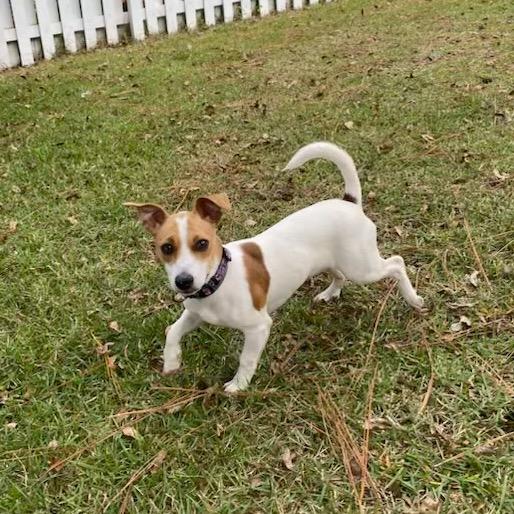 Pumpkin, Adoptable, Young Female Mixed Breed.