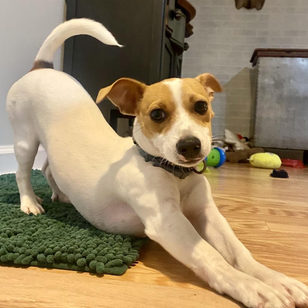 Enlarge Pumpkin, a Adoptable Mixed Breed in Aberdeen, NC image 2/6