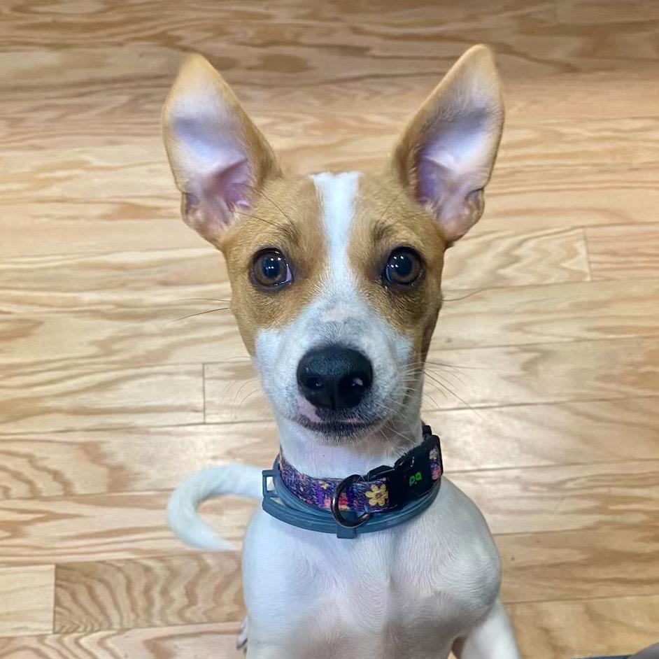 Enlarge Pumpkin, a Adoptable Mixed Breed in Aberdeen, NC image 3/6