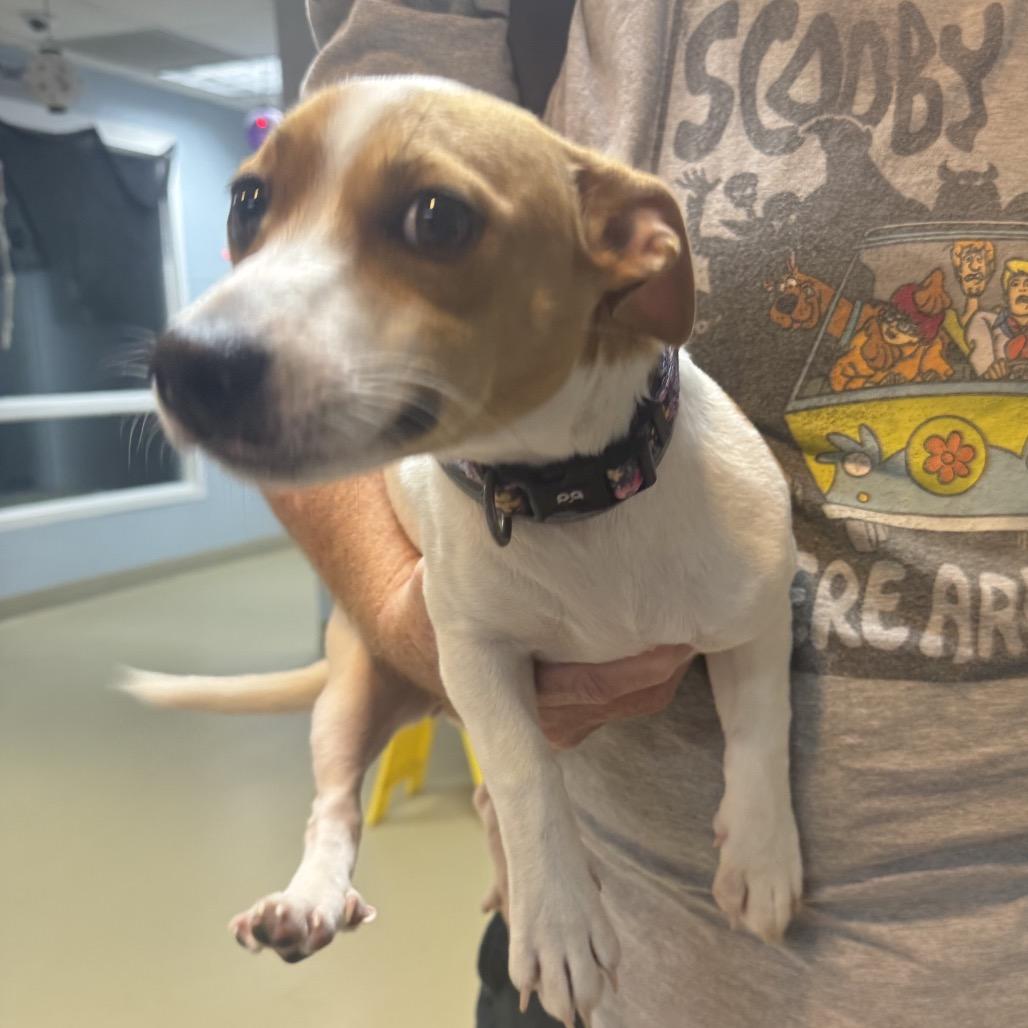 Enlarge Pumpkin, a Adoptable Mixed Breed in Aberdeen, NC image 4/6