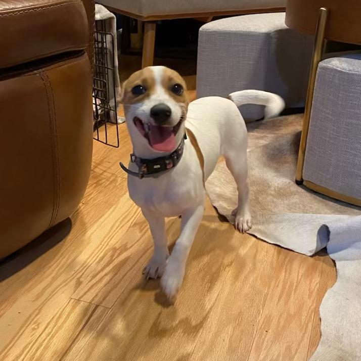 Enlarge Pumpkin, a Adoptable Mixed Breed in Aberdeen, NC image 5/6