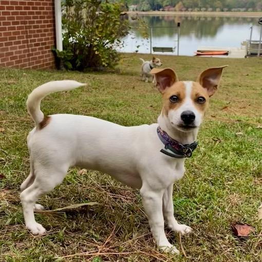 Enlarge Pumpkin, a Adoptable Mixed Breed in Aberdeen, NC image 6/6