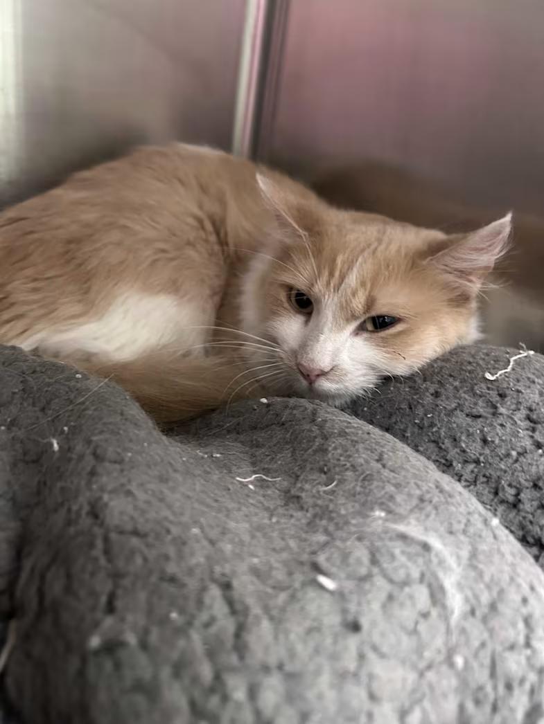 Enlarge Miss Daisy, a ADOPTABLE Domestic Medium Hair in Greensboro, NC image 1/1