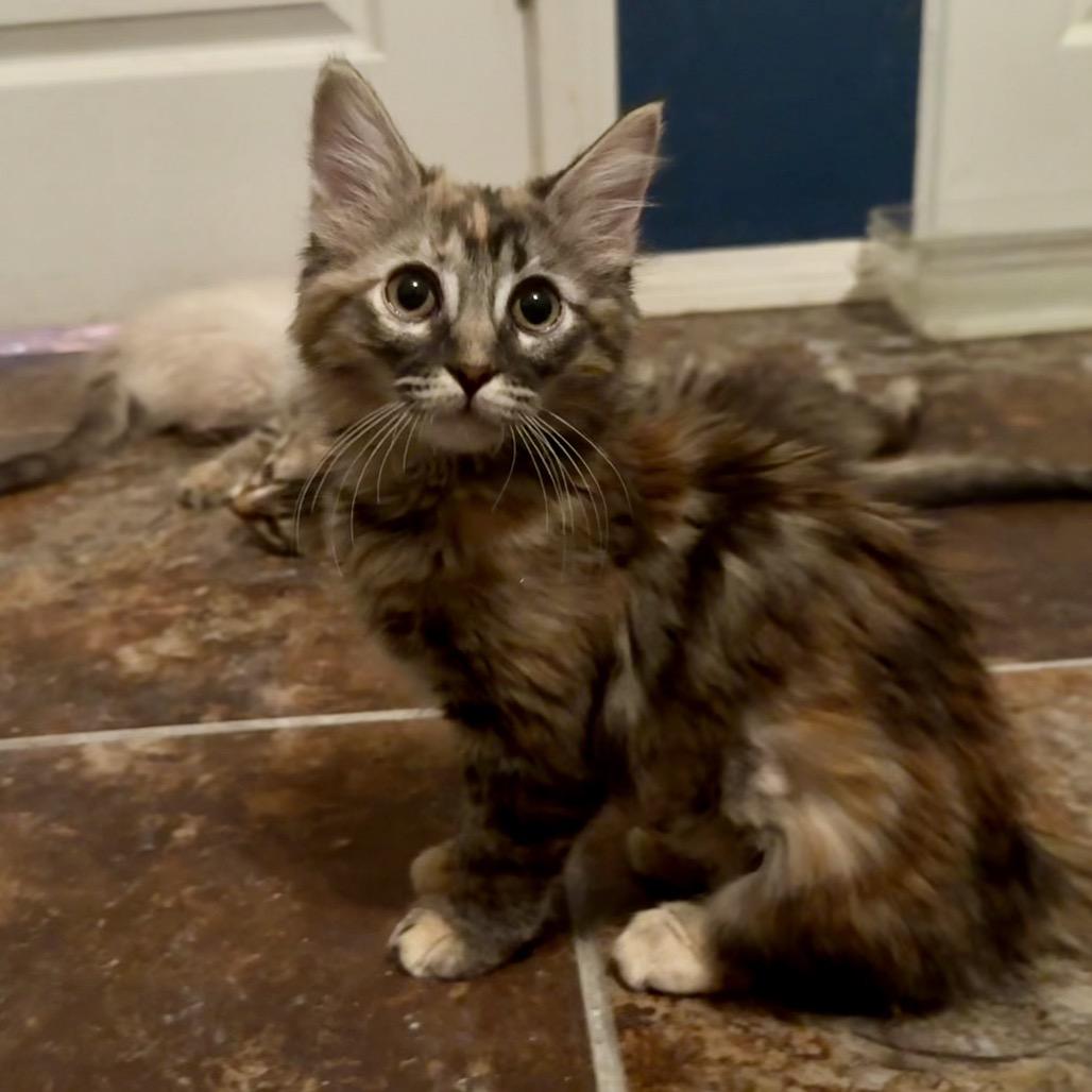 Libby, Adoptable, Kitten Female Domestic Long Hair.