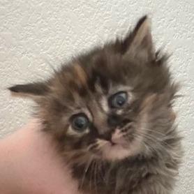 Enlarge Libby, a Adoptable Domestic Long Hair in Las Vegas, NV image 2/4