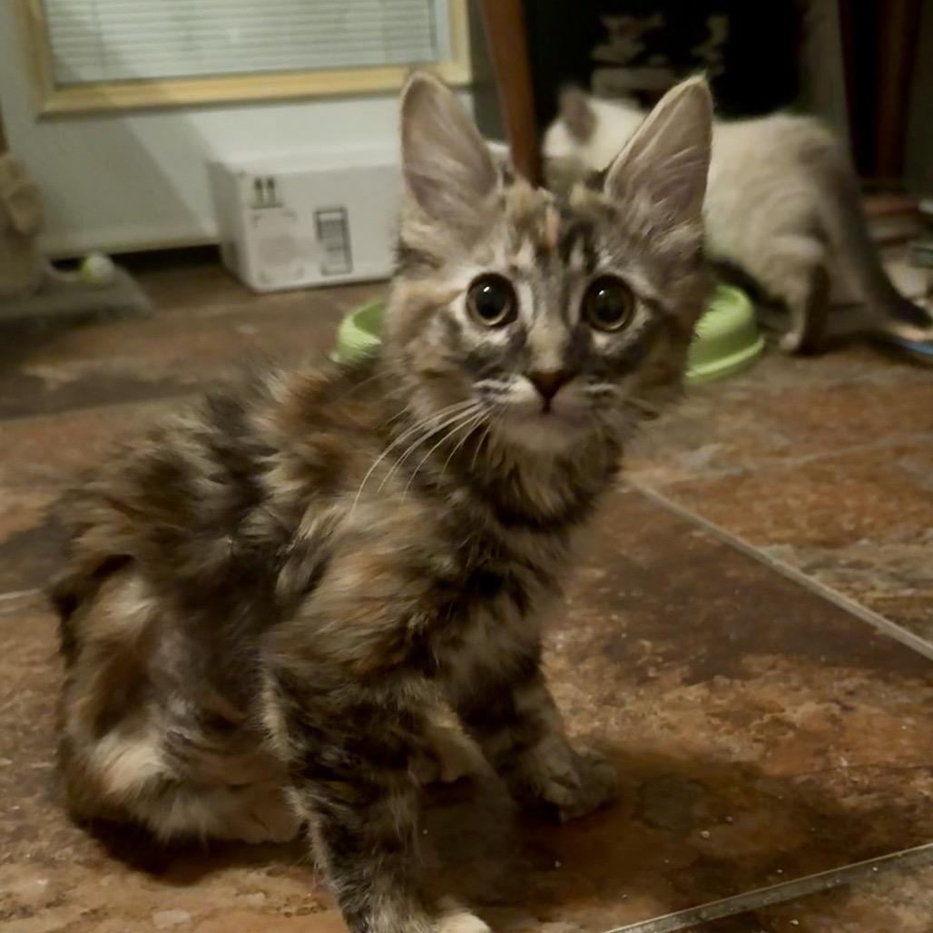 Enlarge Libby, a Adoptable Domestic Long Hair in Las Vegas, NV image 3/4