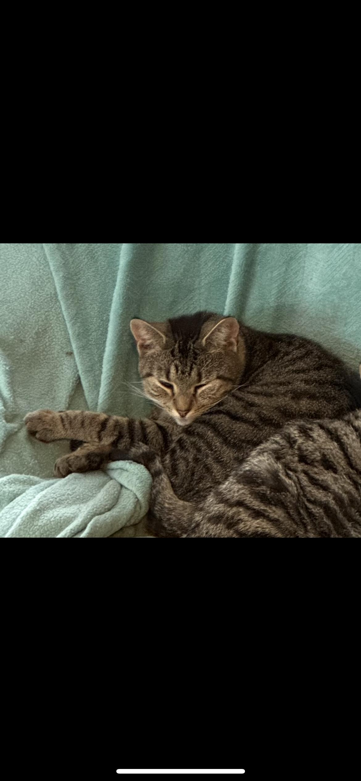 Harper , ADOPTABLE, Adult Female American Shorthair.