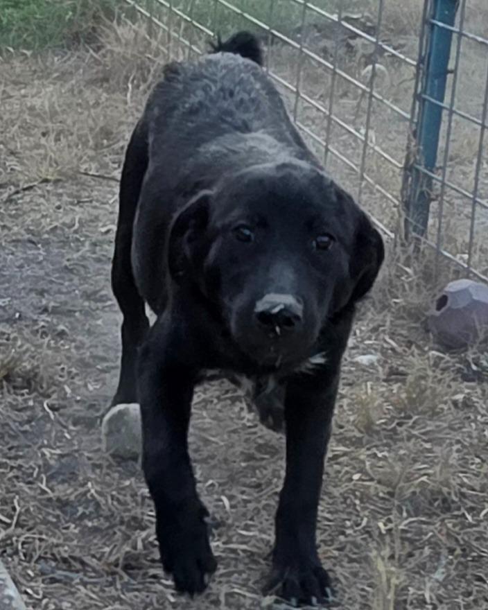Enlarge Bruja K 6, a Adoptable mixed breed in Fort Stockton, TX image 2/3