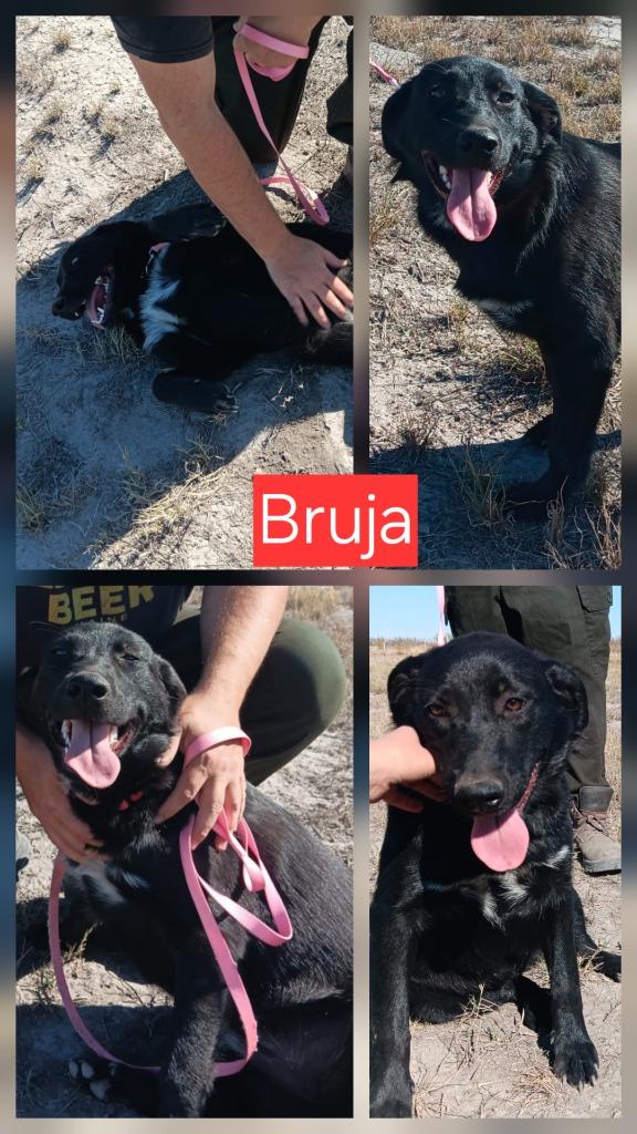 Enlarge Bruja K 6, a Adoptable mixed breed in Fort Stockton, TX image 1/3