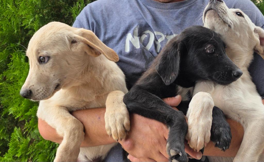 Enlarge Bruja K 6, a Adoptable mixed breed in Fort Stockton, TX image 3/3