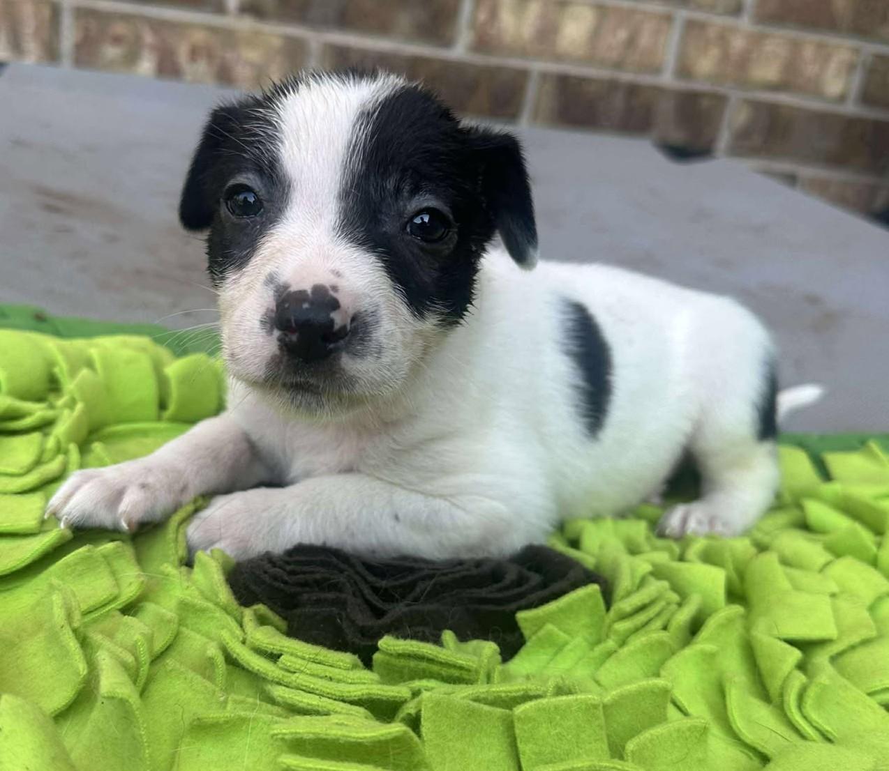 Johnny Ringo, a Adoptable mixed breed in Kiowa, OK image 1/5