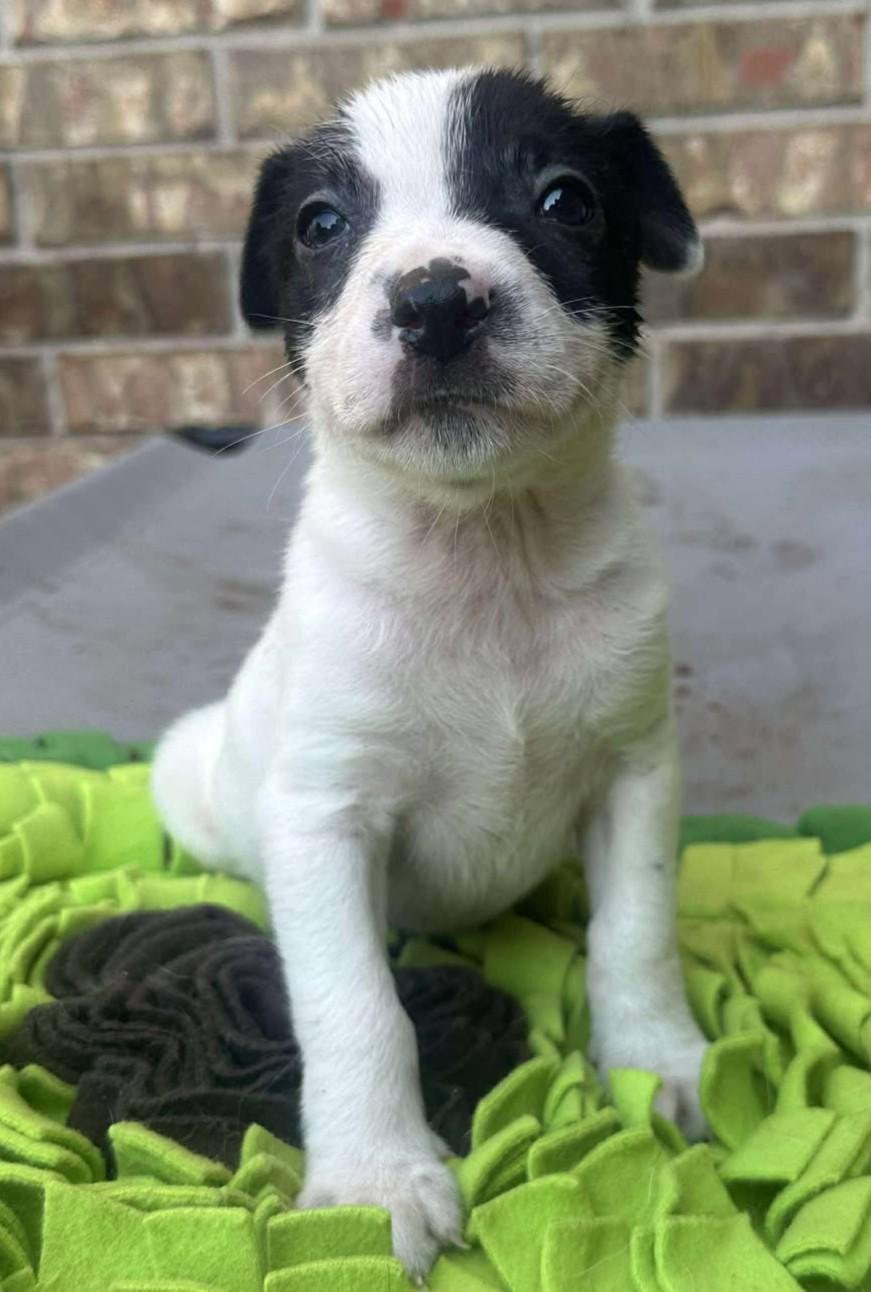 Johnny Ringo, a Adoptable mixed breed in Kiowa, OK image 2/5
