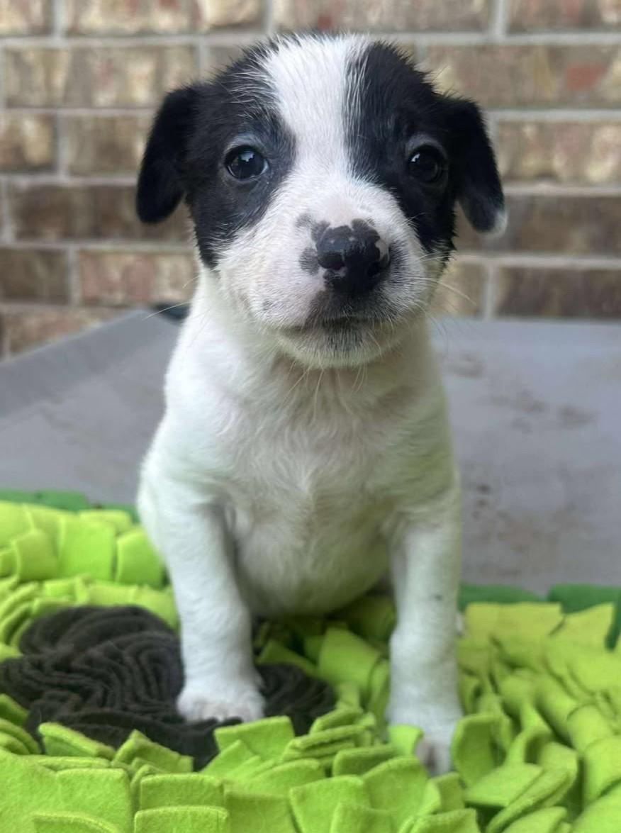 Johnny Ringo, a Adoptable mixed breed in Kiowa, OK image 3/5