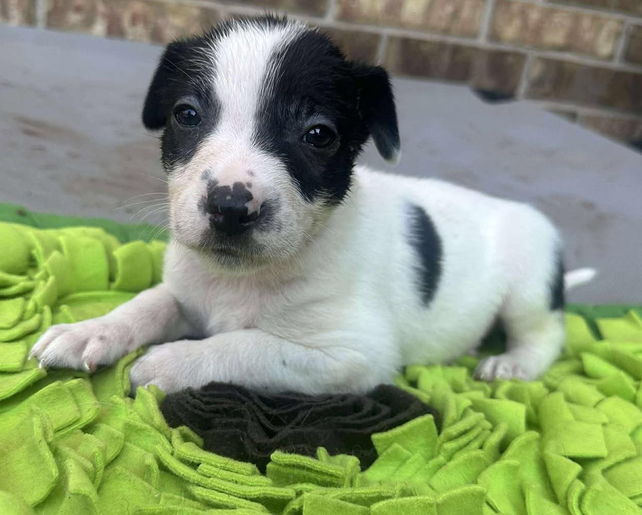 Johnny Ringo, a Adoptable mixed breed in Kiowa, OK image 4/5