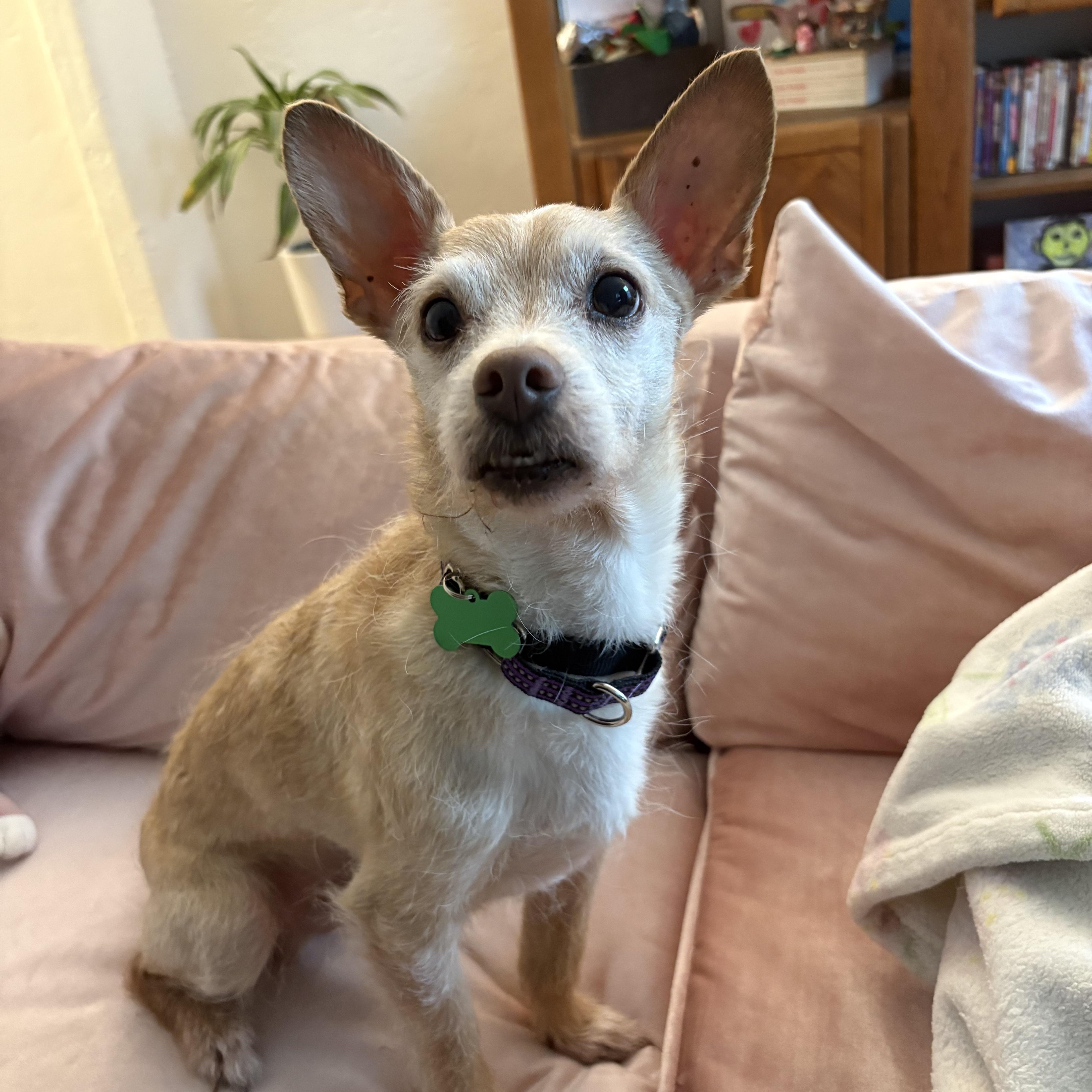 Enlarge Bro, an adoptable mixed breed in Los Angeles, CA image 2/3