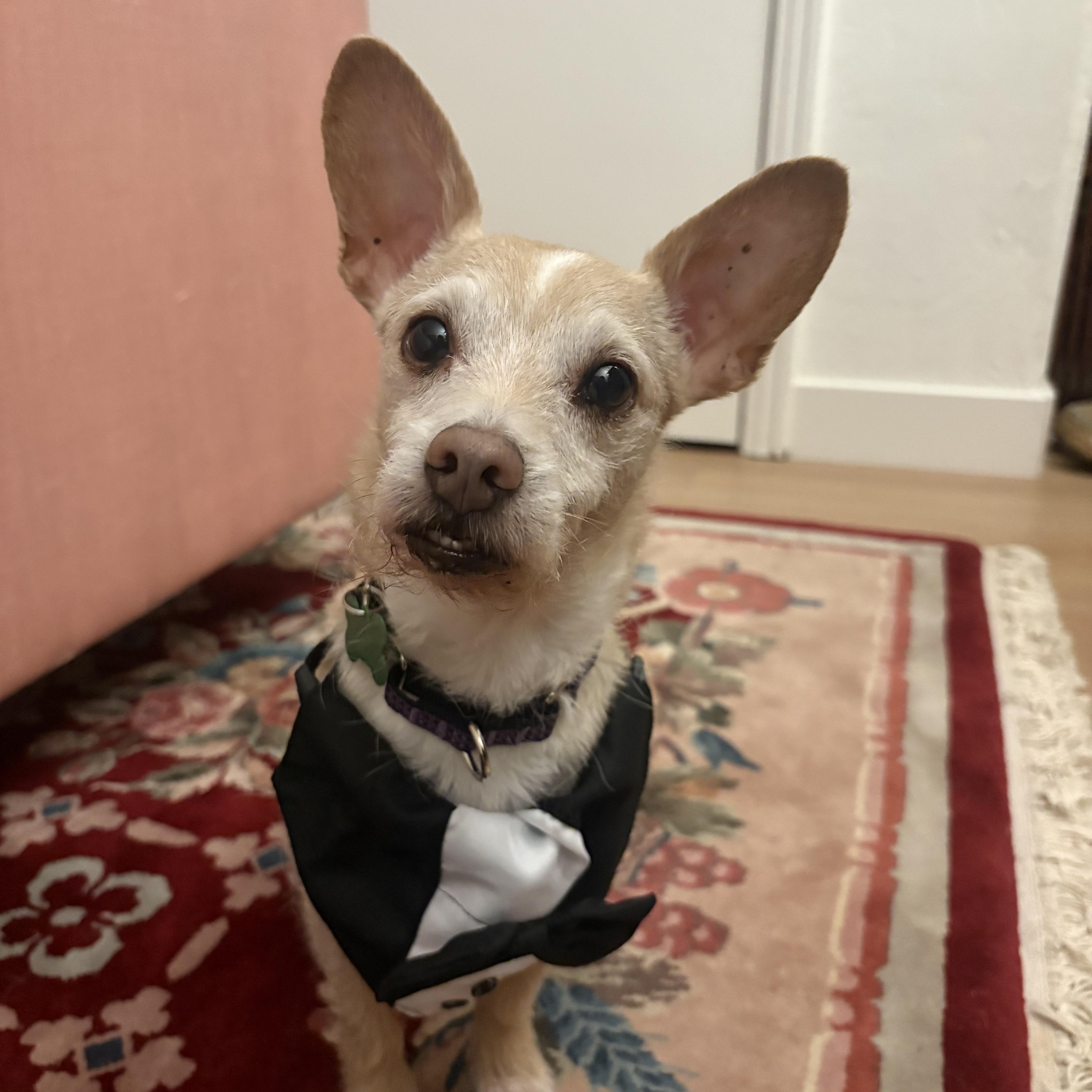 Bro, adoptable, Adult Male Chihuahua & Terrier.
